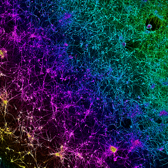 Depth-coded fluorescence image of a dopamine neuronal network